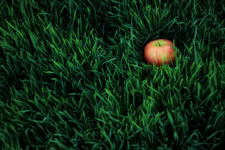 fresh red apple fruit on green grass in the garden, healthy and eco conceptの写真素材
