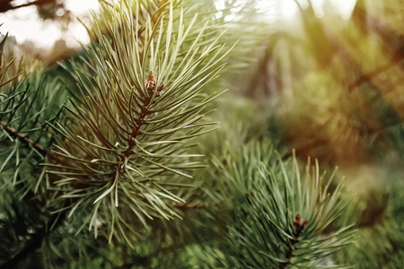 fresh green pine branches in the forest on the background of spring mountains