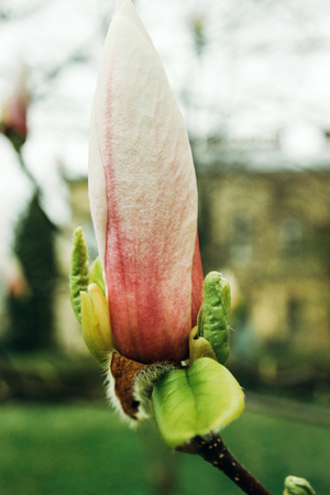 beautiful colorful new flowers pink magnolia in botanical garden in spring timeの写真素材