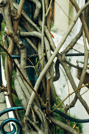 beautiful exotic plants and trees in greenhouse in botanic gardenの写真素材