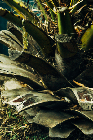 beautiful exotic plants and trees in greenhouse in botanic gardenの写真素材