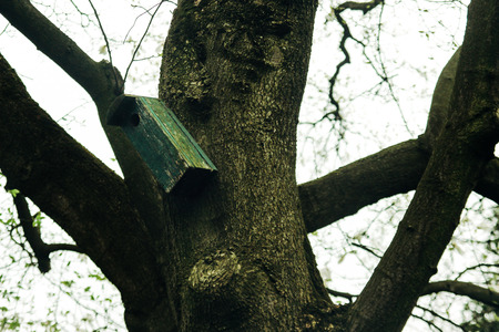 beautiful old wooden bird house on a tree in greenhouse in botanic gardenの写真素材