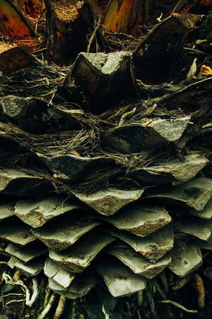 beautiful exotic plants and trees in greenhouse in botanic gardenの写真素材