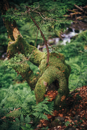 beautiful old trees with moss  in woods. tree stem with little pine growing branches in sunny forest. environmental protection. fresh beauty, nature wallpaper. flora in mountainsの写真素材