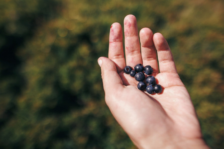 hand palm holding blueberries on background of sunny mountains and sky. travel and wanderlust concept. summer vacation. traveler picking up bilberriesの写真素材