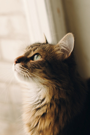 cute cat with amazing green eyes looking at window light in room. maine coon on rustic wooden background in light.  space for textの写真素材