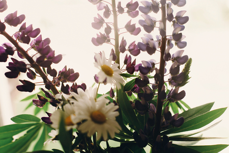 lovely lupine and chamomile bouquet in light at rustic white wooden window in light, space for text. purple wildflowers. floral greeting card. spring imageの写真素材