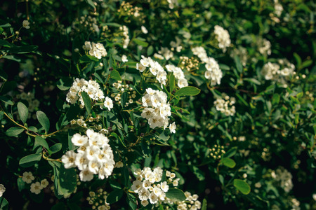 beautiful spirea flowers in sunlight. spiraea white flowers bush in sunny summer garden. enjoying life. protecting natureの写真素材