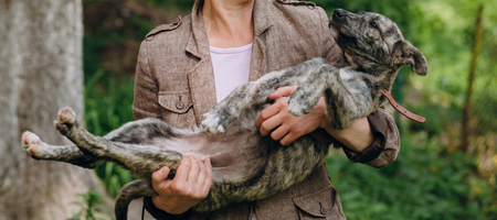 people holding sad cute little grey puppy with collar in hands. doggy playing outdoors. scared homeless dog looking for home. adoption conceptの写真素材