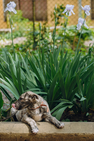 cute little grey puppy with collar sitting in grass and yawning. sweet doggy playing outdoors. homeless dog looking for home. adoption conceptの写真素材
