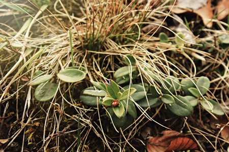 beautiful green fresh grass and plant on a hill in mountains