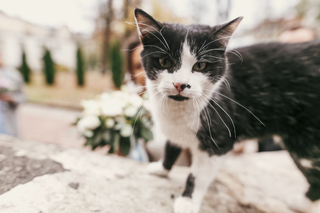 portrait of cute black and white cat in front of gorgeous bride and stylish groom in european city street in autumn. happy wedding couple caress kitty and smiling. happy family momentの写真素材