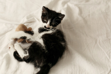cute little kitty with amazing eyes playing with little teddy  toy on white sheets in stylish room in morning light. adorable black and white kitten with funny emotions lying on modern bedの写真素材