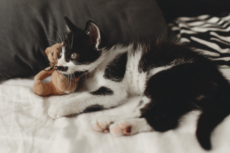 cute little kitty playing with little teddy bear toy on white bed sheets in stylish room in morning light. adorable black and white kitten with funny emotions lying. adoption conceptの写真素材