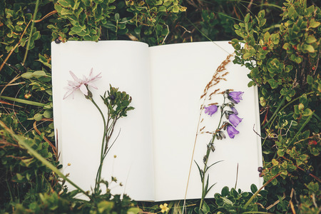 beautiful bellflower and wildflowers on paper notebook on blueberries bushes on sunny hills of mountains, top view. hipster gathering wildflowers and herbs for herbariumの写真素材