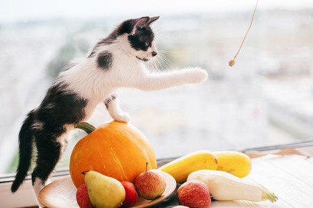 Kitty sitting on pumpkin and playing in light and zucchini, apples and pears on wood. Happy Thanksgiving and Halloween. Harvest and hello autumn concept. Space for textの写真素材