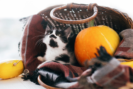 cute little kitty sitting in wicker basket with pumpkin, zucchini and herbs in evening light on wooden background. harvest and hello autumn concept. Happy Thanksgiving and Halloweenの写真素材