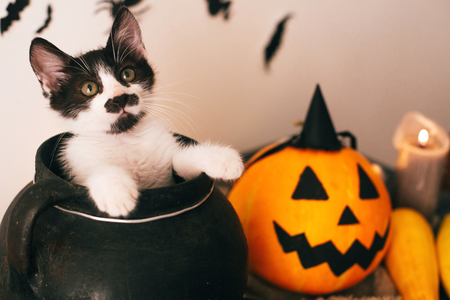 cute kitty sitting in witch cauldron with Jack o lantern pumpkin with candles, broom and bats, ghosts on spooky background. Happy Halloween concept. atmospheric imageの写真素材