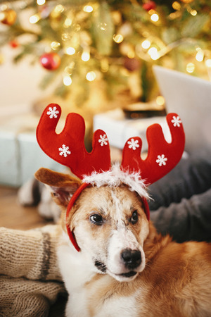 cute dog with reindeer antlers sitting at owners legs at golden beautiful christmas tree with lights in festive room. girl working on laptop with adorable doggy.  winter holidaysの写真素材