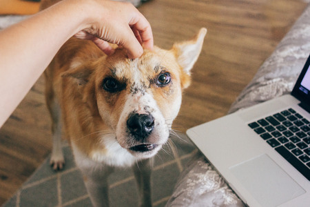 hand petting cute dog on head near bed with laptop in stylish room. person caressing golden puppy with adorable look. working home and pet adoption concept. space for textの写真素材