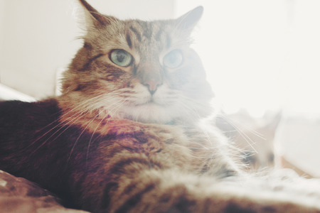Beautiful tabby cat lying on bed in soft morning light. Fluffy Maine coon with funny emotions resting in white stylish room. Cat portrait. Space for textの写真素材