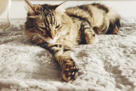 Beautiful  Maine coon cat sleeping on soft bed in sunny evening light. Tabby fluffy cat with funny emotions restingin white stylish room. Cat portrait. Space for textの写真素材
