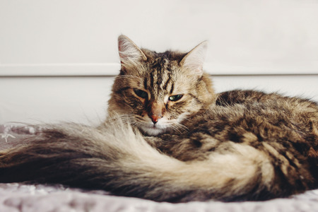 Beautiful tabby cat lying on bed and looking with green eyes. Fluffy Maine coon with funny emotions resting in white stylish room.の写真素材