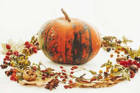 Pumpkin in autumn leaves wreath, berries, nuts, acorns, flowers,herbs on white background, isolated. Seasons greetings. Space for text. Happy Thanksgiving concept.の写真素材