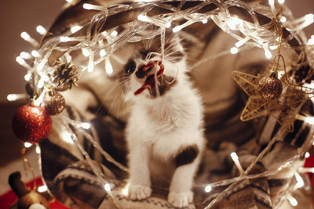 Cute kitty playing in basket with lights and ornaments under christmas tree in festive room. Merry Christmas concept. Atmospheric image. Space for text. Adorable kitten biting candy caneの写真素材