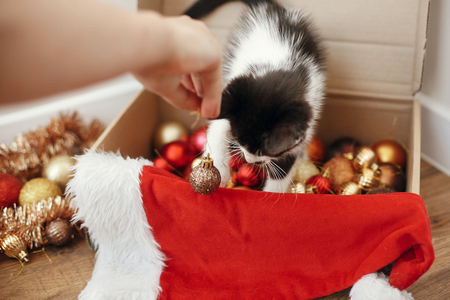 Hand playing with cute kitty at box with red and gold baubles, ornaments and santa hat under christmas tree in festive room. Merry Christmas concept. Adorable funny kittenの写真素材