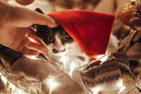 Hands holding cute kitty in santa hat in basket with lights and ornaments under christmas tree in festive room. Merry Christmas concept. Atmospheric image. Space for text.の写真素材