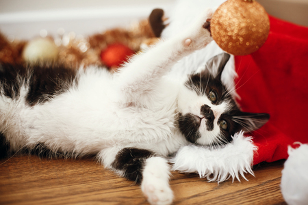 Cute kitty playing with gold baubles on floor at ornaments and santa hat under christmas tree in festive room. Merry Christmas concept. Adorable funny kitten. Atmospheric imageの写真素材