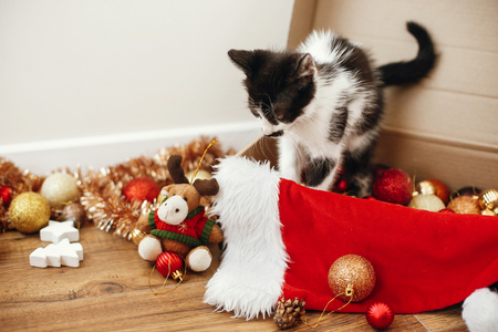 Cute kitty sitting in box with red and gold baubles, ornaments and santa hat under christmas tree in festive room. Merry Christmas concept. Adorable funny kitten. Atmospheric imageの写真素材
