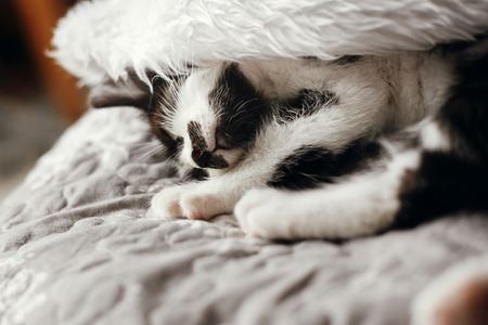 Cute kitty sleeping in santa hat on bed in festive room. Merry Christmas concept. Atmospheric image. Season's greetings. Space text. Adorable kitten nappingの写真素材