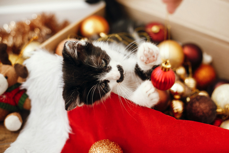 Cute kitty playing with red and gold baubles in box, ornaments and santa hat under christmas tree in festive room. Merry Christmas concept. Adorable funny kitten. Atmospheric imageの写真素材