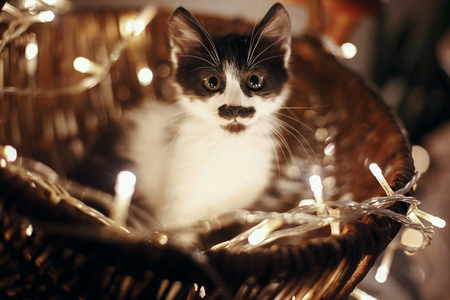 Cute kitty sitting in basket with garland lights under christmas tree in rustic room. Adorable funny kitten with amazing eyes. Merry Christmas concept. Atmospheric image, brown toneの写真素材
