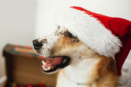 Merry Christmas concept. Cute dog in santa hat with adorable eyes and funny emotions sitting in festive room.  Sweet golden doggy. Atmospheric image. Season's greetings.の写真素材