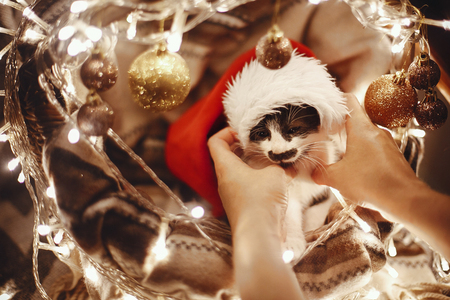 Hands holding cute kitty in santa hat in basket with lights and ornaments under christmas tree in festive room. Merry Christmas concept. Atmospheric image. Space for text.の写真素材