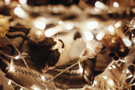 Cute kitty playing with glitter baubles in basket with lights under christmas tree in festive room. Merry Christmas concept. Adorable funny kitten with amazing eyes. Atmospheric imageの写真素材