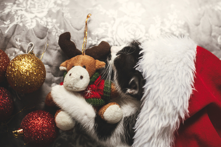 Cute kitty sleeping in santa hat with reindeer toy on bed with gold and red christmas baubles in festive room. Merry Christmas concept. Adorable kitten napping. Atmospheric imageの写真素材