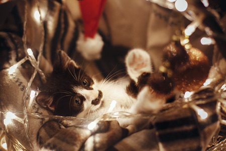 Cute kitty playing with ornaments in basket with lights under christmas tree in festive room. Adorable funny kitten with amazing eyes. Merry Christmas concept. Atmospheric image, brown toneの写真素材
