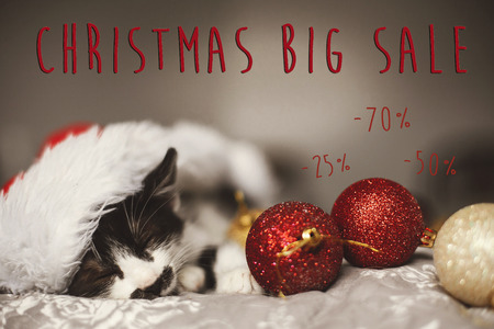 Christmas big sale text. Holiday discount offer. Cute kitty sleeping in santa hat on bed with gold and red christmas baubles in festive room. Shopping and sales, 50 and 70 percentageの写真素材