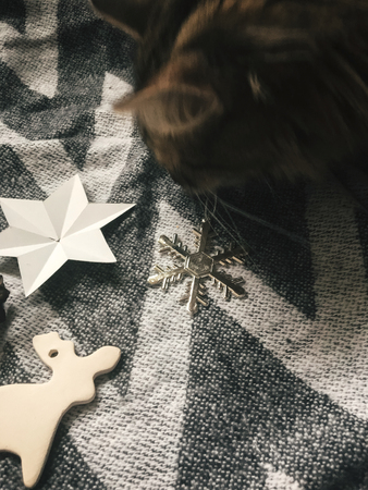 Cute cat playing with holiday ornaments at girl legs in christmas woolen socks and stylish reindeer toy. Top view.の写真素材
