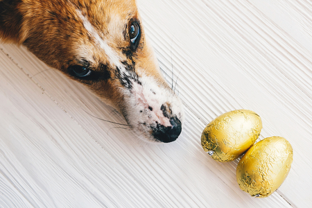 Cute dog lying at stylish easter chocolate eggs in golden foil on white wooden background and looking up with cute eyes . Modern easter eggs. Happy Easter. Space for text.の写真素材