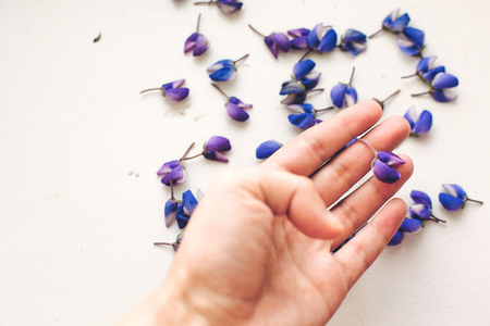 hand holding lovely lupine petals on rustic white wooden background in light, space for text. purple wildflowers top view. floral greeting card. spring image flat layの写真素材