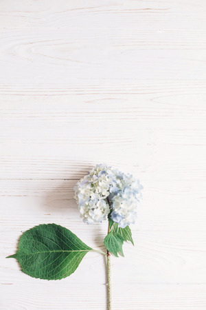 Beautiful hydrangea flower on rustic white wood, flat lay with space for text. Happy mothers day. International Women's day. Blue hydrangea petals and green stem. Floral card. Hello springの写真素材