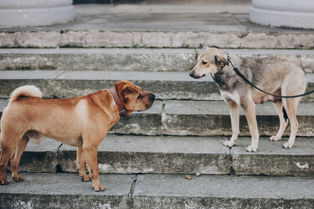Two dogs talking in street. Cute brown sharpei and scared grey stray dog chatting on stairs. Conversation among animalsの写真素材