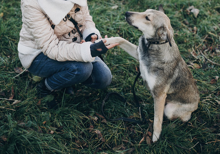 Cute gray dog with funny emotions in park giving paw to owner. Dog shelter. Adoption concept. Woman...