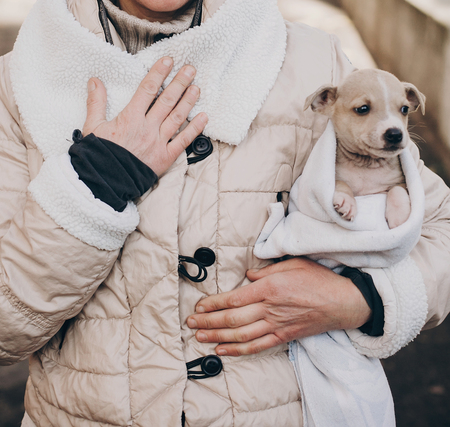 Cute little staff terrier puppy in cozy warm blanket in autumn park. Woman hugging and caressing...
