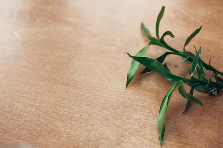 Green bamboo leaves on rustic wood, top view with copy space. Eco green technology idea. Asian background. Zero waste concept, sustainable lifestyleの写真素材